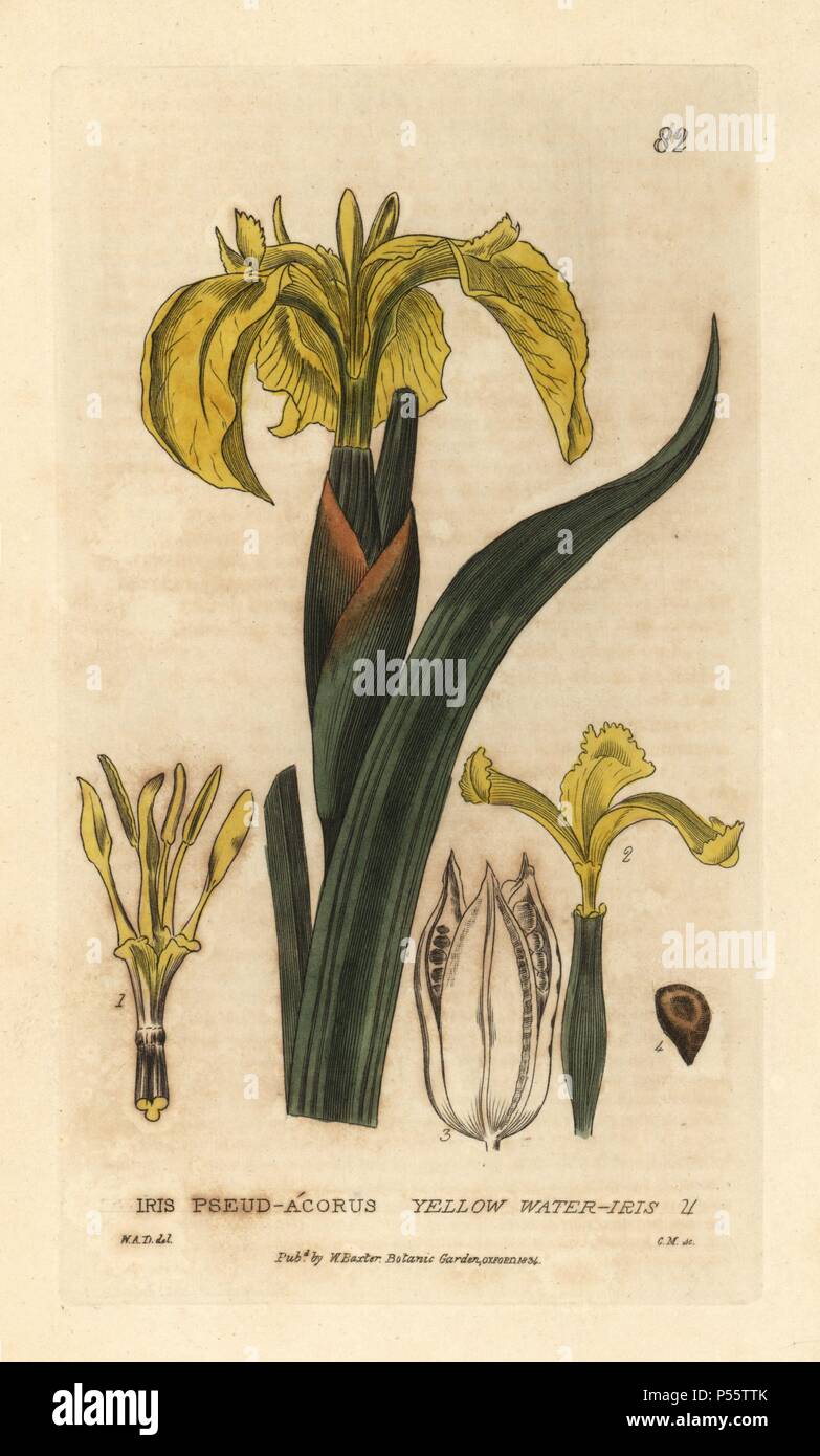 Gelbe Iris, Iris pseudo-acorus. Papierkörbe Kupferstich aus einer Zeichnung von W.A. Delamotte von William Baxter's 'Britische Phaenogamous Botanik' 1834. Der Schotte William Baxter (1788-1871) war der Kurator der Oxford Botanischer Garten von 1813 bis 1854. Von Charles Mathews eingraviert. Stockfoto