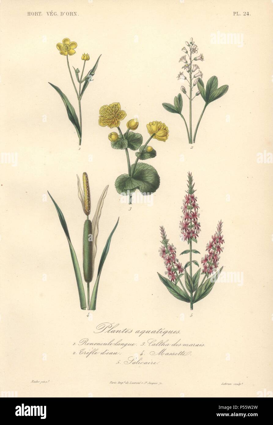 Fünf Wasserpflanzen einschließlich einer stärkeren Gelb spearwort (Ranunculus Lingua), Weißklee (Trifolium repens), gelbe Sumpfdotterblume (Caltha palustris), Rohrkolben (Typha latifolia) und blutweiderich (Lythrum salicaria). . . Plantes Aquatiques Renoncule Langue: 1) 2) 3) Caltha Trefle Dicau des Marais 4) Salicaire Massette 5). . Papierkörbe Lithographie von Edouard Maubert aus Herincq's 'Le Regne Vegetal' 1865 gezeichnet. Stockfoto