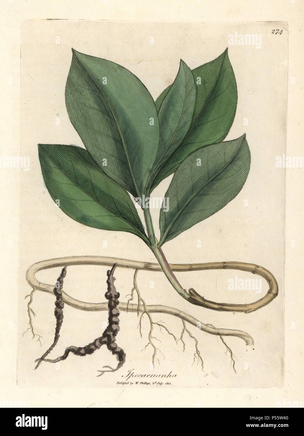 Ipecacuan, Ipecacuanha, Blätter, Wurzeln und Ranken. Papierkörbe Kupferstich aus botanischer Illustration von James Sowerby von William Woodville und Sir William Jackson Hooker 'Medizinische Botanik' 1832. Der unermüdliche Sowerby (1757-1822) zog über 2.500 Anlagen für Smith's Mammoth' Englisch Botanik" (1790-1814) und 440 Pilze für 'bunten Figuren der Englischen Pilze" (1797) unter vielen anderen Werken. Stockfoto