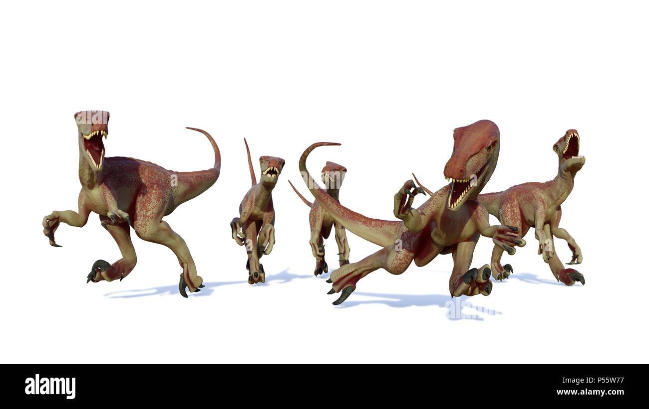 Velociraptor pack, Jagd theropode Saurier, 3d-Abbildung auf weißem Hintergrund Stockfoto