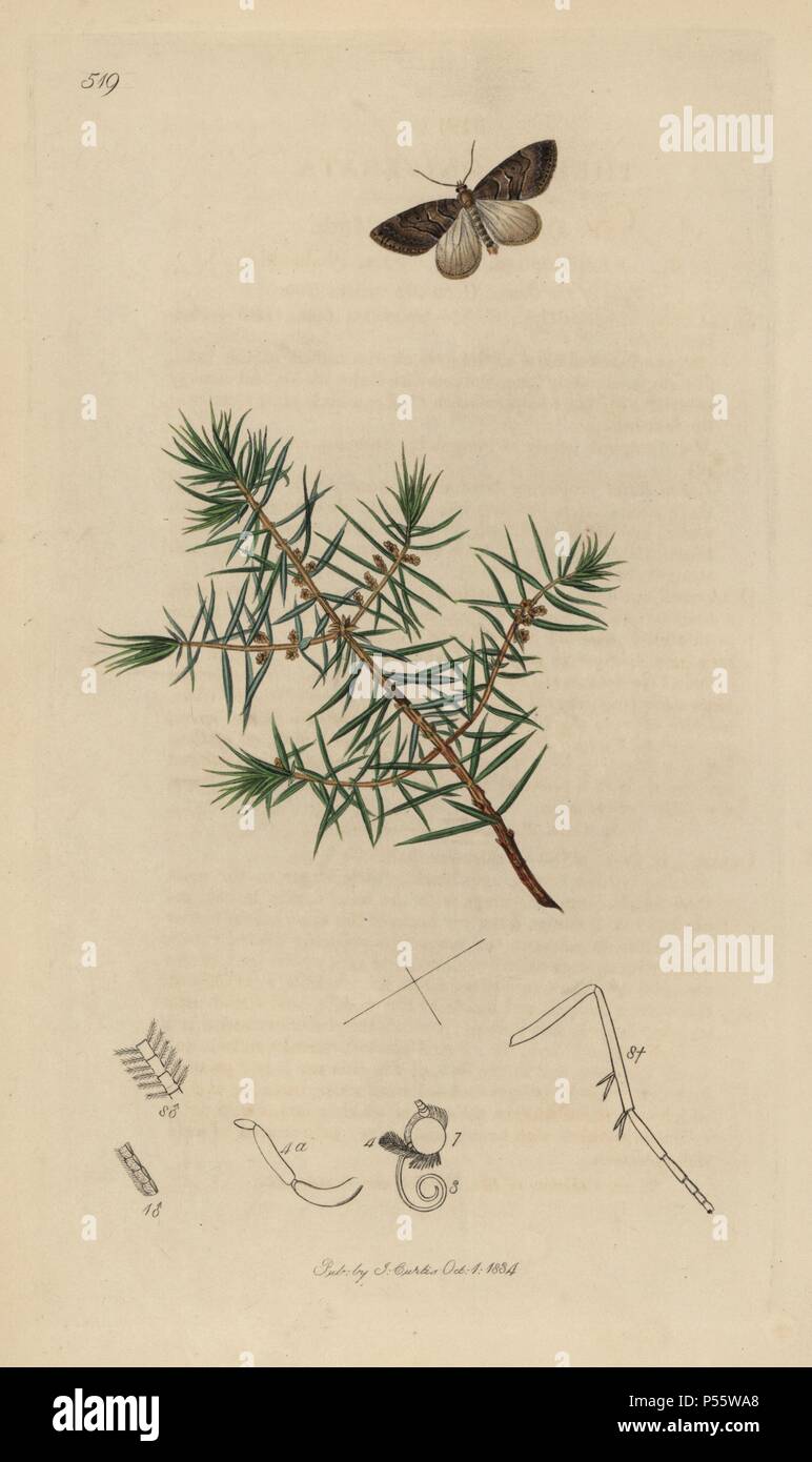 Thera coniferata, Thera cognata, Durham Juniper Motte und Wacholder, Juniperus communis. Papierkörbe Kupferstich erstellt und von John Curtis für seine eigenen "Britische Entomologie eingraviert, die Abbildungen und Beschreibungen der Gattungen von Insekten in Großbritannien und Irland gefunden", London, 1834. Curtis (1791 - 1862) war ein entomologe, Zeichner, Kupferstecher und Verleger. "Britische Entomologie' aus dem Jahr 1824 bis 1839 veröffentlicht wurde, und umfasste 770 Illustrationen von Insekten und Pflanzen, auf denen sie zu finden sind. Stockfoto