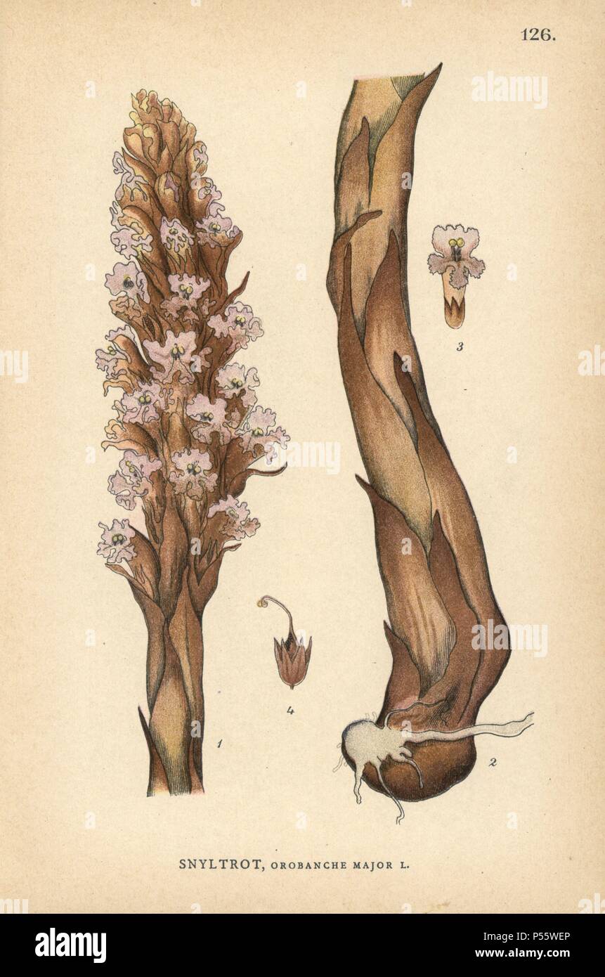 Orobanche Broomrape, Major. Chromolithograph von Carl Lindman's 'Bilder ur Nordens Flora" (Bilder von Northern Flora), Stockholm, Wahlström & Widstrand, 1905. Lindman (1856-1928) war Professor für Botanik an der Schwedische Naturkundemuseum (Naturhistoriska Riksmuseet). Die chromolithographs wurden auf der Grundlage von Johan Wilhelm Palmstruch 'Svensk Botanik' (1802-1843). Stockfoto