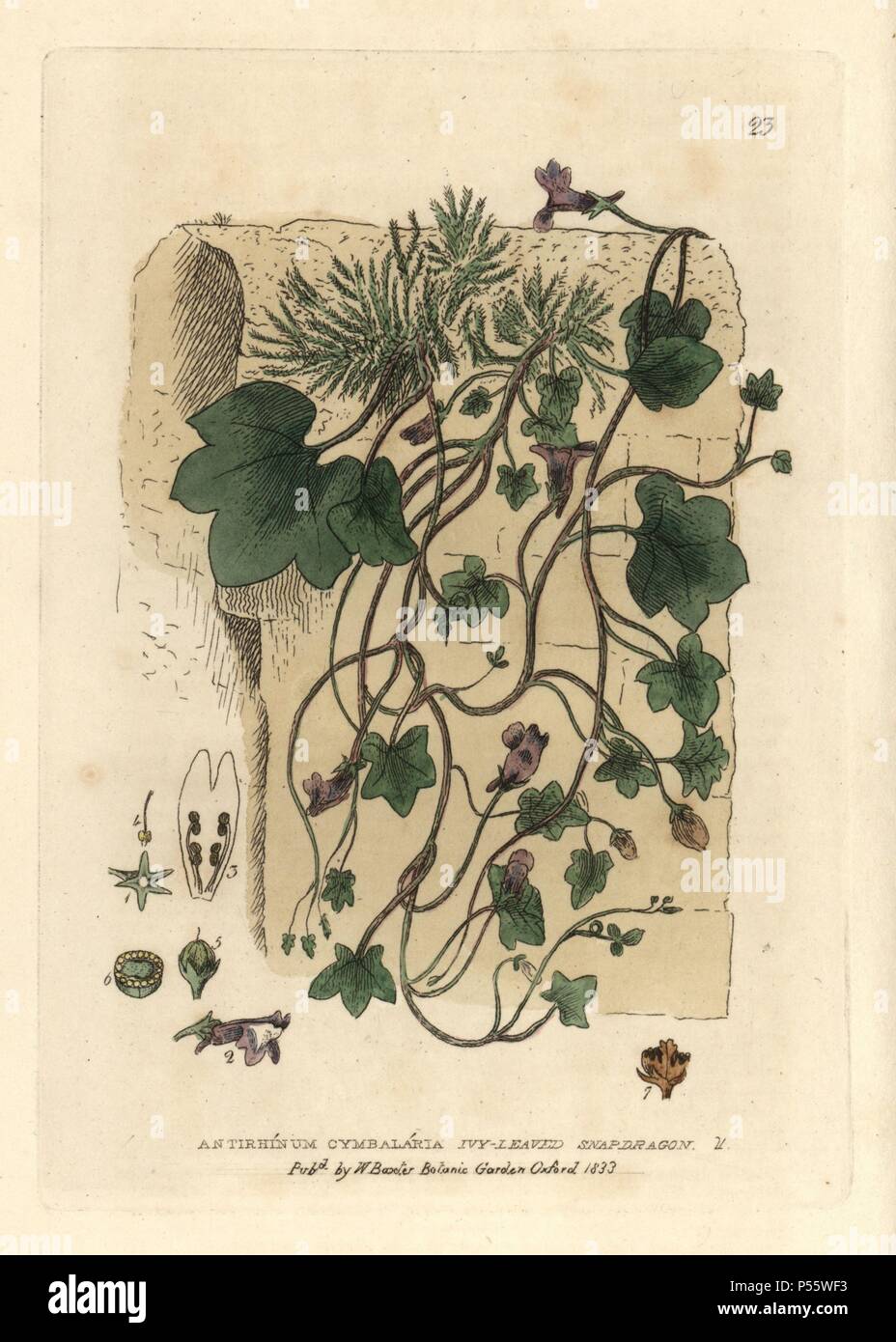 Ivy-leaved Snapdragon, Antirrhinum cymbalaria. Papierkörbe Kupferstich aus einer Zeichnung von Isaac Russell von William Baxter's 'Britische Phaenogamous Botanik' 1834. Der Schotte William Baxter (1788-1871) war der Kurator der Oxford Botanischer Garten von 1813 bis 1854. Stockfoto