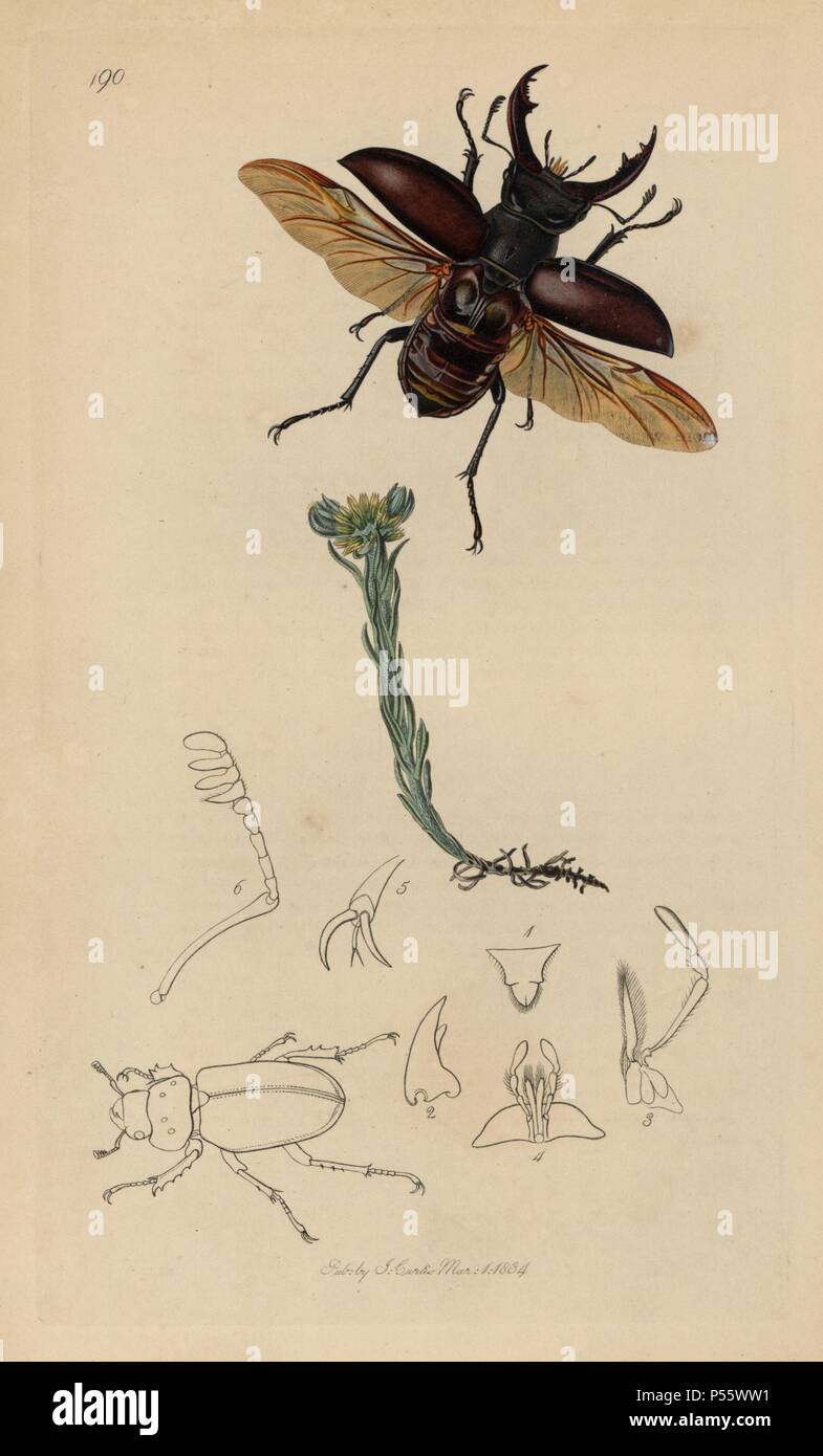 Hirsch Fliegen Fotos Und Bildmaterial In Hoher Aufl sung Alamy