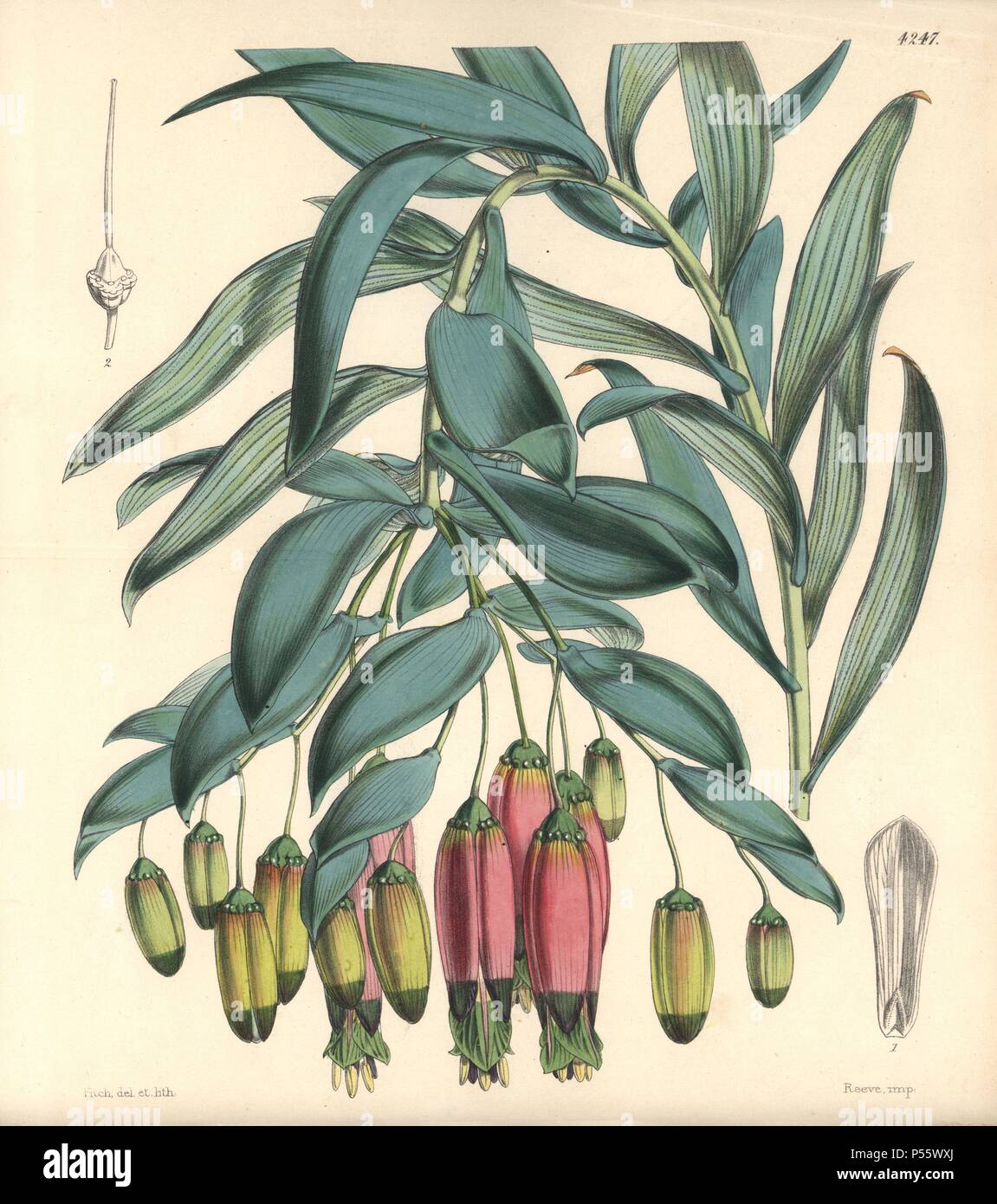 Andinamarc collania, Bomarea andimarcana. Handcolorierte botanischen Abbildung gezeichnet und von Walter Hood Fitch lithographierte für Sir William Jackson Hooker's 'Curtis's Botanical Magazine", London, Reeve Brüder, 1846. Fitch (18171892) war ein unermüdlicher schottische Künstler, der über 2.700 Lithographien für die beginnenden Botanical Magazine" von 1834 zeichnete. Stockfoto