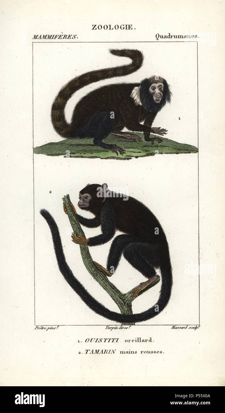 Buffy-getuftete marmoset, Callithrix aurita (anfällig) und red-handed Tamarin, Saguinus Midas. Papierkörbe Kupferstich Walze Gravur von Frederic Cuvier 'dictionary der Naturwissenschaften: Säugetiere", Paris, Frankreich, 1816. Illustration von J. G. Pretre, gestochen von Massard, unter der Regie von Pierre Jean-Francois Turpin, und veröffentlicht von F.G. Levrault. Jean Gabriel Pretre (17801845) war Maler der Naturgeschichte an der Kaiserin Josephine Zoo und wurde später Künstler im Museum für Naturkunde. Turpin (1775-1840) ist einer der größten französischen botanische Illustratoren des 19. Jahrhunderts angesehen. Stockfoto