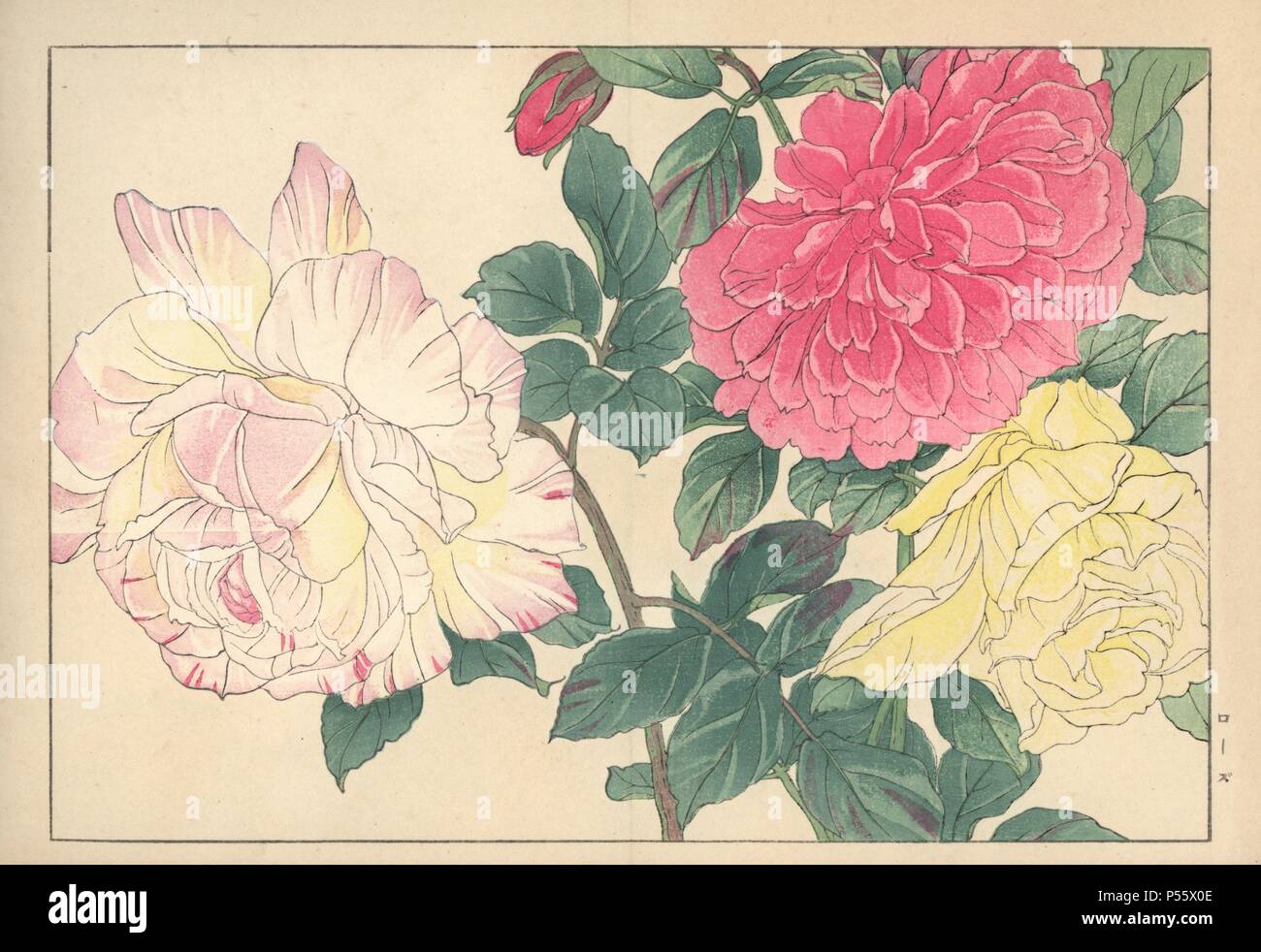 Rosen, Rosa Art. Papierkörbe Holzschnitt aus der Konan Tanigami eiyou Sokazufu' (Bild Album der westlichen Pflanzen und Blumen: Frühling), Unsodo, Kyoto, 1917. Tanigami (1879-1928) 125 Sorten von Pflanzen durch die vier Jahreszeiten dargestellt. Stockfoto