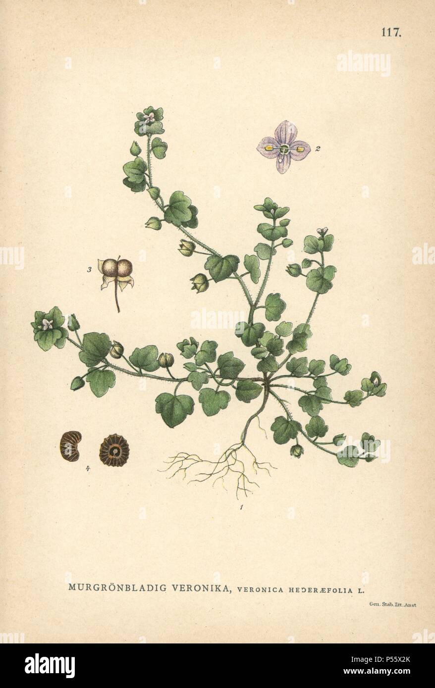 Ivy-leaved Speedwell, Veronica hederifolia. Chromolithograph von Carl Lindman's 'Bilder ur Nordens Flora" (Bilder von Northern Flora), Stockholm, Wahlström & Widstrand, 1905. Lindman (1856-1928) war Professor für Botanik an der Schwedische Naturkundemuseum (Naturhistoriska Riksmuseet). Die chromolithographs wurden auf der Grundlage von Johan Wilhelm Palmstruch 'Svensk Botanik' (1802-1843). Stockfoto