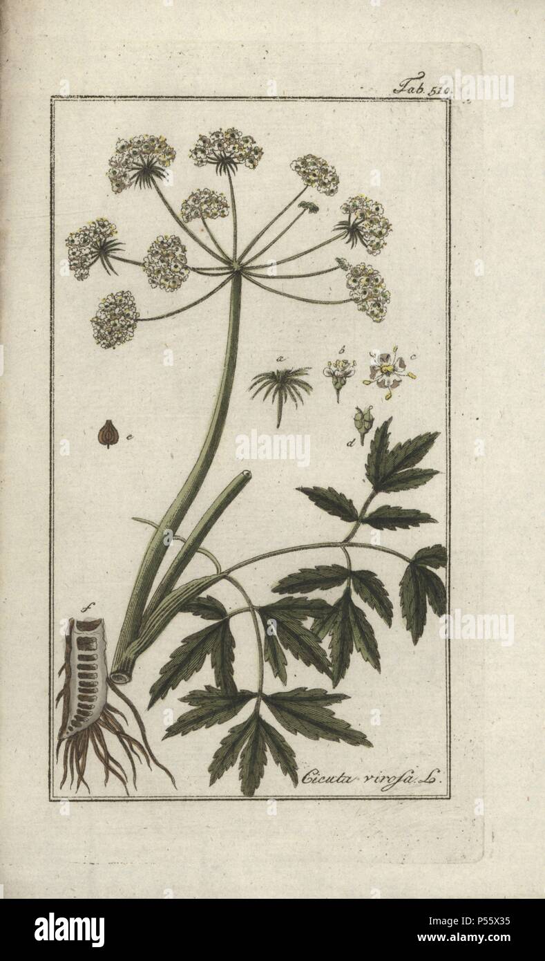 Cowbane oder nördlichen Wasser Schierling, Cicuta virosa. Papierkörbe Kupferstich botanischen Gravur von Johannes Zorn's 'Afbeelding der Artseny-Gewassen", Jan Christiaan Sepp, Amsterdam, 1796. Zorn zuerst veröffentlicht seine medizinischen Botanik in Nürnberg im Jahr 1780 illustriert mit 500 Platten und eine niederländische Ausgabe, gefolgt 1796 von J.C. veröffentlicht. Sepp mit einem zusätzlichen 100 Platten. Zorn (1739-1799) war ein deutscher Apotheker und Botaniker, der medizinische Pflanzen aus ganz Europa für seinen "Icones plantarum medicinalium" für Apotheker und Ärzte gesammelt. Stockfoto
