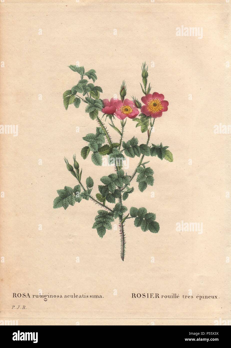 Stachelige sweetbriar Rose mit rosa Blumen (Rosa rubiginosa aculeatissima).. Rosier rouillé très épineux. Von Saatgut erhalten und von Du Pont verteilt um 1810.. Handcolorierte, Octavo - Größe Walze Kupferstich von Pierre Joseph Redoute "Les Roses" 1828. Stockfoto