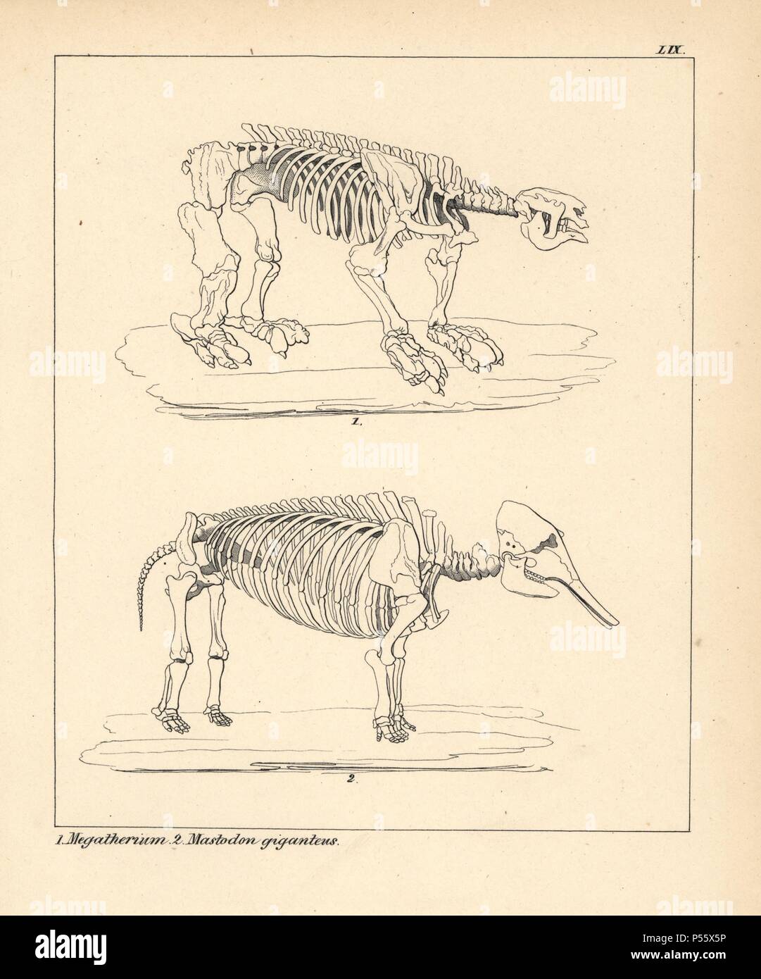 Skelett des Megatherium, eine ausgestorbene giant Ground Sloth, und Mastodon giganteus, oder das Amerikanische Mastodon, Mammut Americanum. Lithographie von einem unbekannten Künstler von Dr. F.A. Schmidt', 'Petrefactenbuch in Stuttgart, Deutschland, 1855 erschienen im Verlag von Krais und Hoffmann. Dr. Schmidt's "Buch der eingeführt, Fossilien, Versteinerung" und Paläontologie sowohl die fachlichen und allgemeinen Leser. Stockfoto
