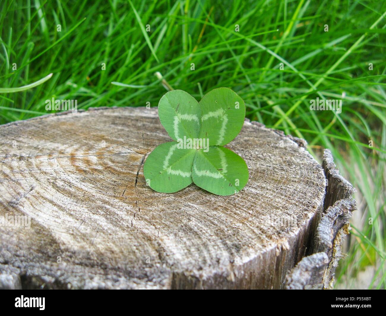 Vierblättrigen Kleeblatt Blume bringt Glück Stockfotografie - Alamy