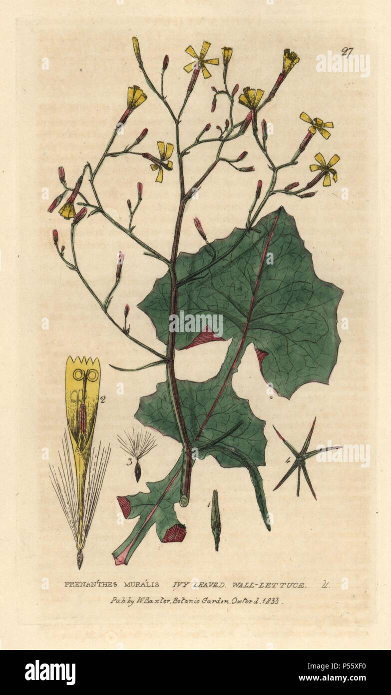 Ivy leaved Wand Salat, Prenanthes muralis. Papierkörbe Kupferstich aus einer Zeichnung von Isaac Russell von William Baxter's 'Britische Phaenogamous Botanik' 1834. Der Schotte William Baxter (1788-1871) war der Kurator der Oxford Botanischer Garten von 1813 bis 1854. Stockfoto