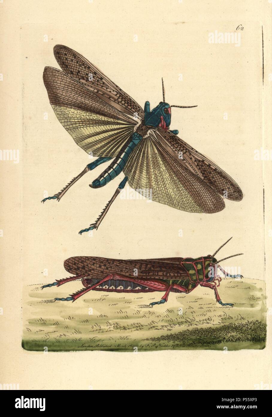 Wandern oder wandernde Heuschrecke. Gryllus migratoria. Papierkörbe Kupferstich von George Shaw und Frederick nodder's 'Verschiedenes' 1790 der Naturforscher. . Frederick Polydore Nodder (17511801?) war ein begnadeter Natural history Artist und Graveur. Nodder seine Zeichenkunst arbeiten an Captain Cook und Joseph Banks' Florilegium und Gravur Sydney Parkinson Skizzen der australische Pflanzen verfeinert. Er war 'botanischen Maler an Ihre Majestät Königin Charlotte" im Jahr 1785. Nodder zeichnete auch die botanischen Studien in Thomas Martyns Flora Rustica (1792) und 38 Platten (1799). Die meisten der 1.064 Lllustrat Stockfoto