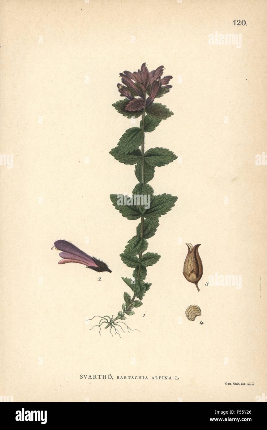 Alpine bartsia, Bartsia Alpina. Chromolithograph von Carl Lindman's 'Bilder ur Nordens Flora" (Bilder von Northern Flora), Stockholm, Wahlström & Widstrand, 1905. Lindman (1856-1928) war Professor für Botanik an der Schwedische Naturkundemuseum (Naturhistoriska Riksmuseet). Die chromolithographs wurden auf der Grundlage von Johan Wilhelm Palmstruch 'Svensk Botanik' (1802-1843). Stockfoto