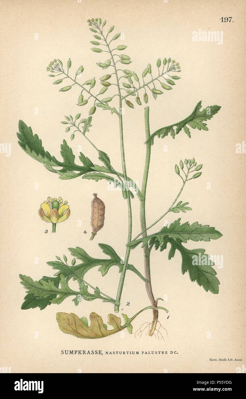 Gelbe Brunnenkresse, Kapuzinerkresse palustre. Chromolithograph von Carl Lindman's 'Bilder ur Nordens Flora" (Bilder von Northern Flora), Stockholm, Wahlström & Widstrand, 1905. Lindman (1856-1928) war Professor für Botanik an der Schwedische Naturkundemuseum (Naturhistoriska Riksmuseet). Die chromolithographs wurden auf der Grundlage von Johan Wilhelm Palmstruch 'Svensk Botanik' (1802-1843). Stockfoto