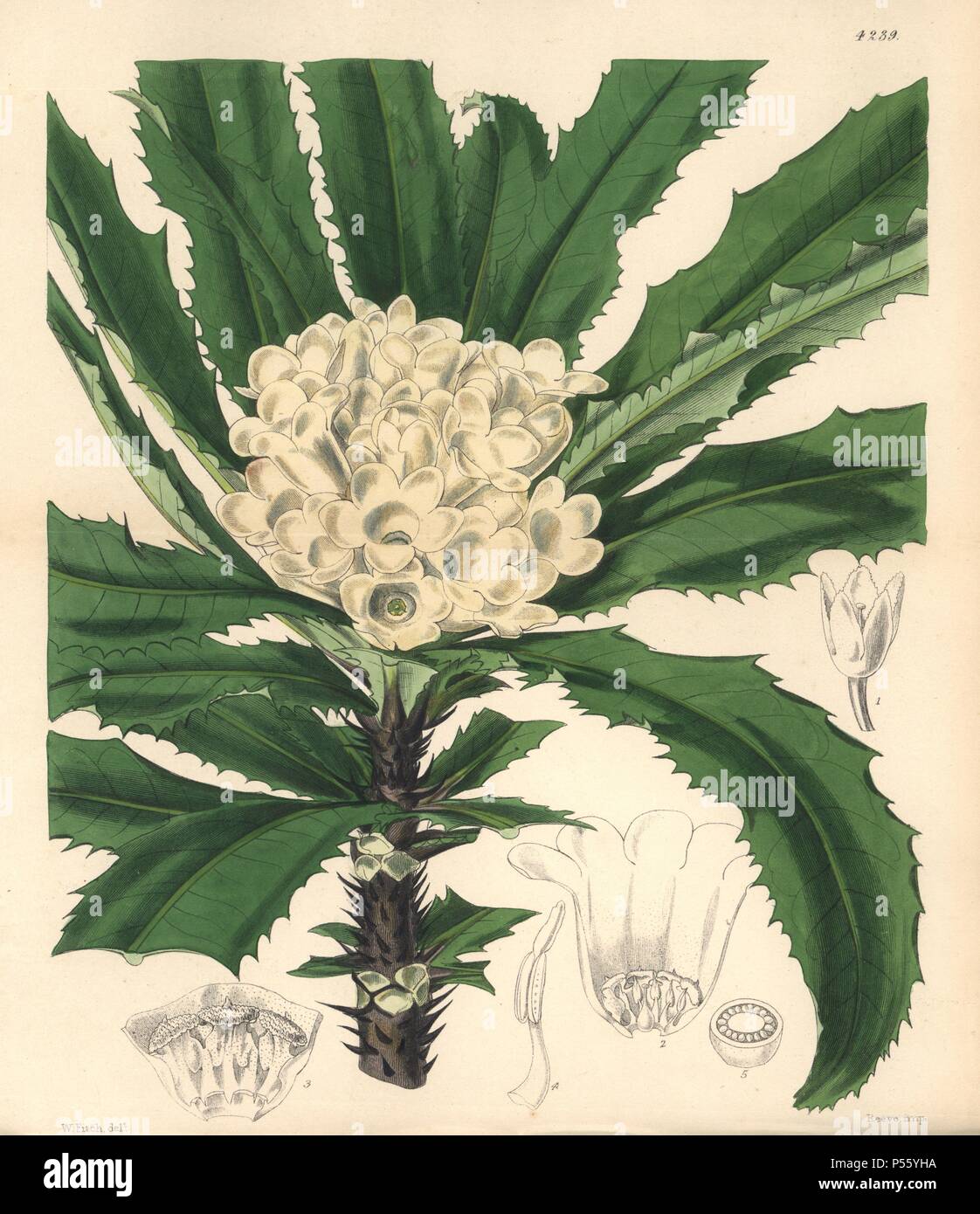 Jussieu's theophrasta, Theophrasta jussiaei. Handcolorierte botanischen Abbildung gezeichnet und von Walter Hood Fitch lithographierte für Sir William Jackson Hooker's 'Curtis's Botanical Magazine", London, Reeve Brüder, 1846. Fitch (18171892) war ein unermüdlicher schottische Künstler, der über 2.700 Lithographien für die beginnenden Botanical Magazine" von 1834 zeichnete. Stockfoto