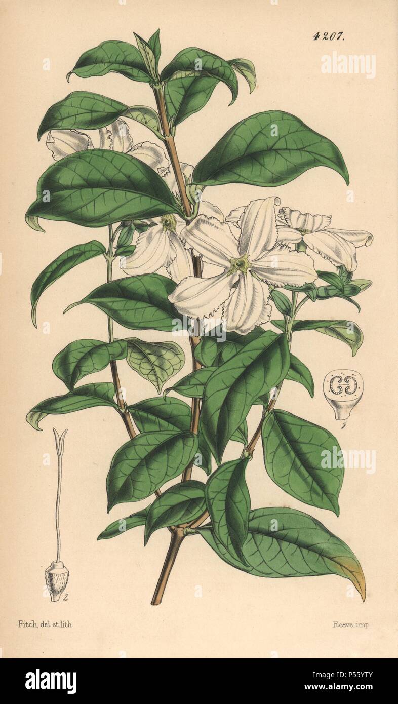 Jessamine geblüht, heinsia Heinsia jasminiflora. Handcolorierte botanischen Abbildung gezeichnet und von Walter Hood Fitch lithographierte für Sir William Jackson Hooker's 'Curtis's Botanical Magazine", London, Reeve Brüder, 1846. Fitch (18171892) war ein unermüdlicher schottische Künstler, der über 2.700 Lithographien für die beginnenden Botanical Magazine" von 1834 zeichnete. Stockfoto