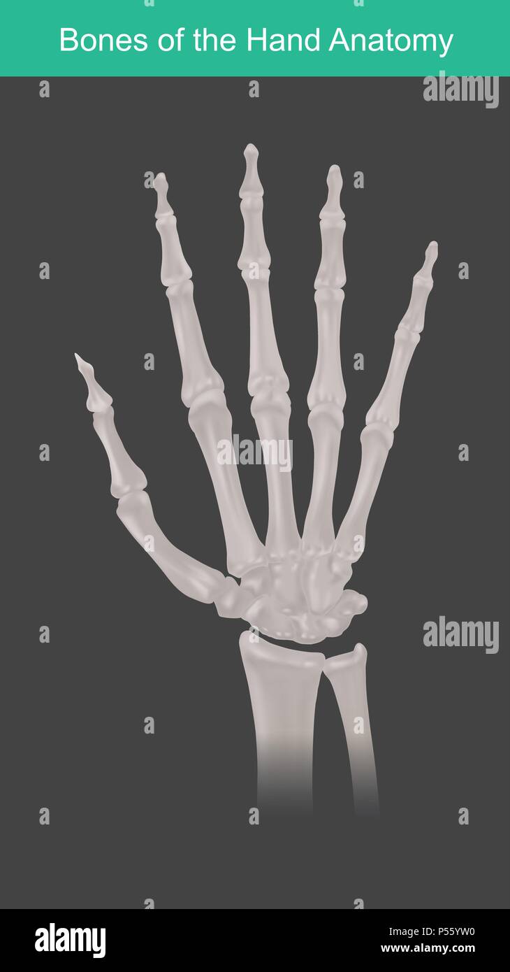 Anatomie der menschlichen Hand und Finger Knochen. Ansicht von oben. Stock Vektor