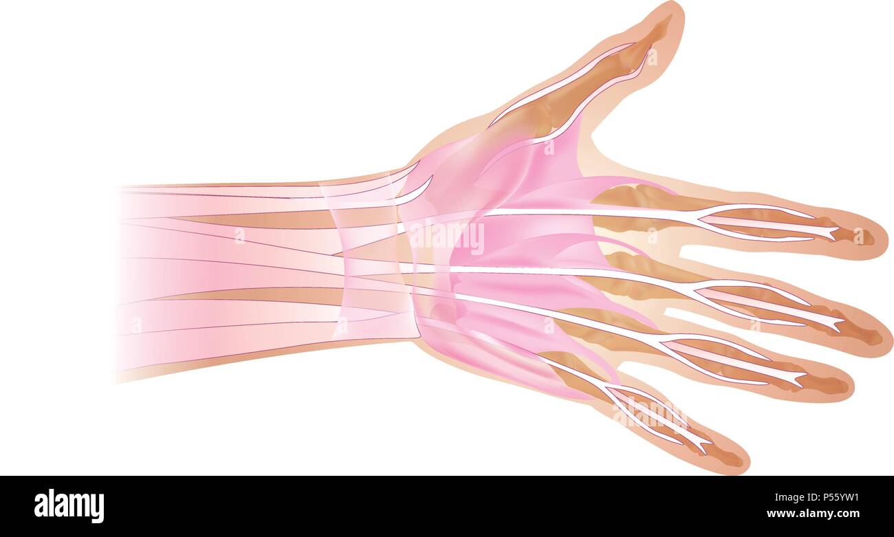 Anatomie der menschlichen Hand und Finger Knochen. Ansicht von oben. Stock Vektor