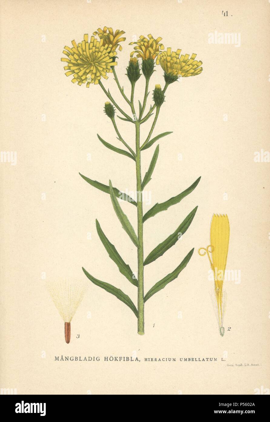 Narrowleaf Habichtskraut, Hieracium umbellatum, Chromolithograph von Carl Lindman's 'Bilder ur Nordens Flora" (Bilder von Northern Flora), Stockholm, Wahlström & Widstrand, 1905. Lindman (1856-1928) war Professor für Botanik an der Schwedische Naturkundemuseum (Naturhistoriska Riksmuseet). Die chromolithographs wurden auf der Grundlage von Johan Wilhelm Palmstruch 'Svensk Botanik' (1802-1843). Stockfoto