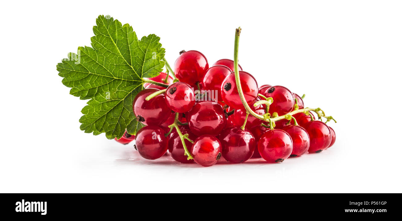 Rote Johannisbeeren und Grün verlassen isoliert auf Weiss. Stockfoto