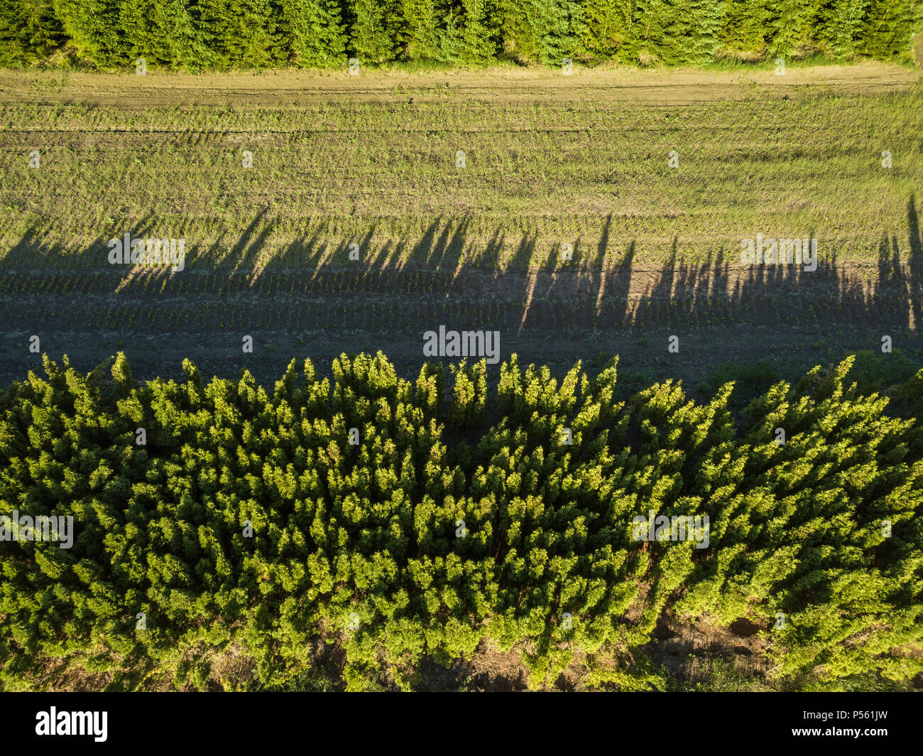 Oben von einem grünen Feld wird aus der Agro entfernt - Kultur zwischen zwei Gesamtstrukturen Stockfoto