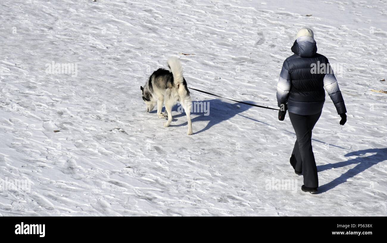 Litauen. Vilnius. Frau zu Fuß auf dem Schnee mit einem Hund. Stockfoto