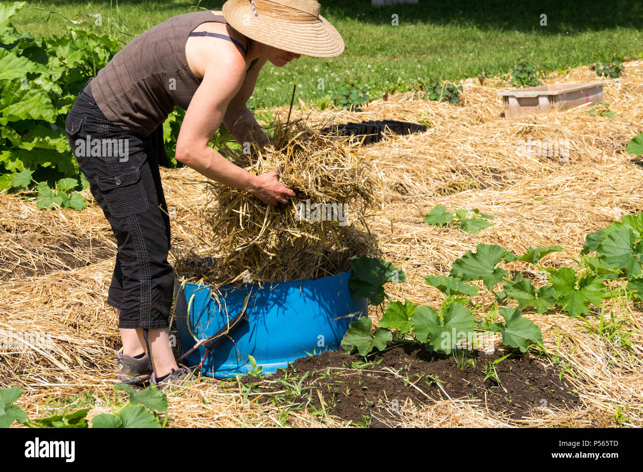 Bauer Frau für Zucchini Zeile mit Stroh in den Garten Stockfoto