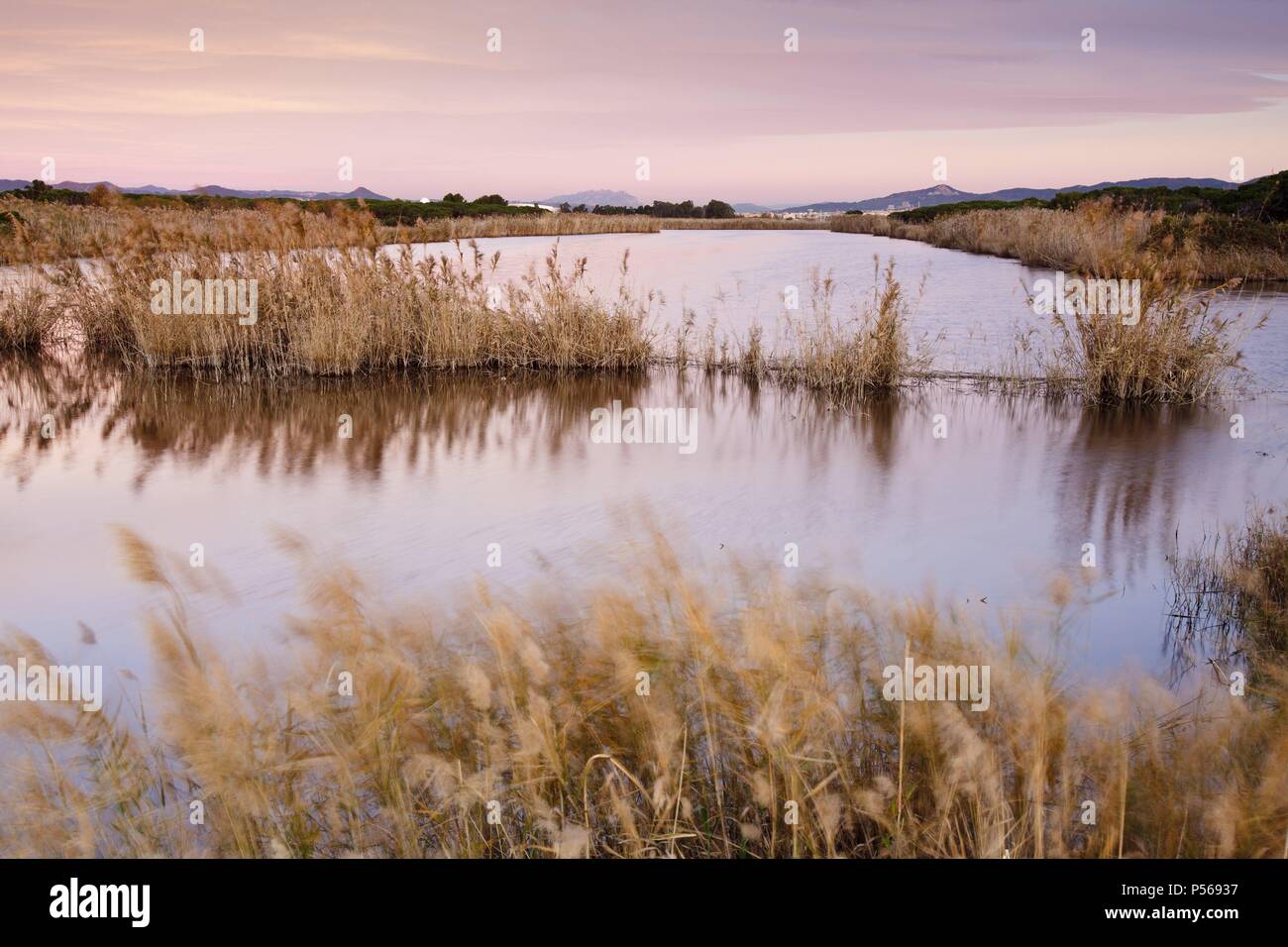 Ricarda Lagune. Delta del Llobregat Naturpark. Provinz Barcelona. Spanien. Stockfoto