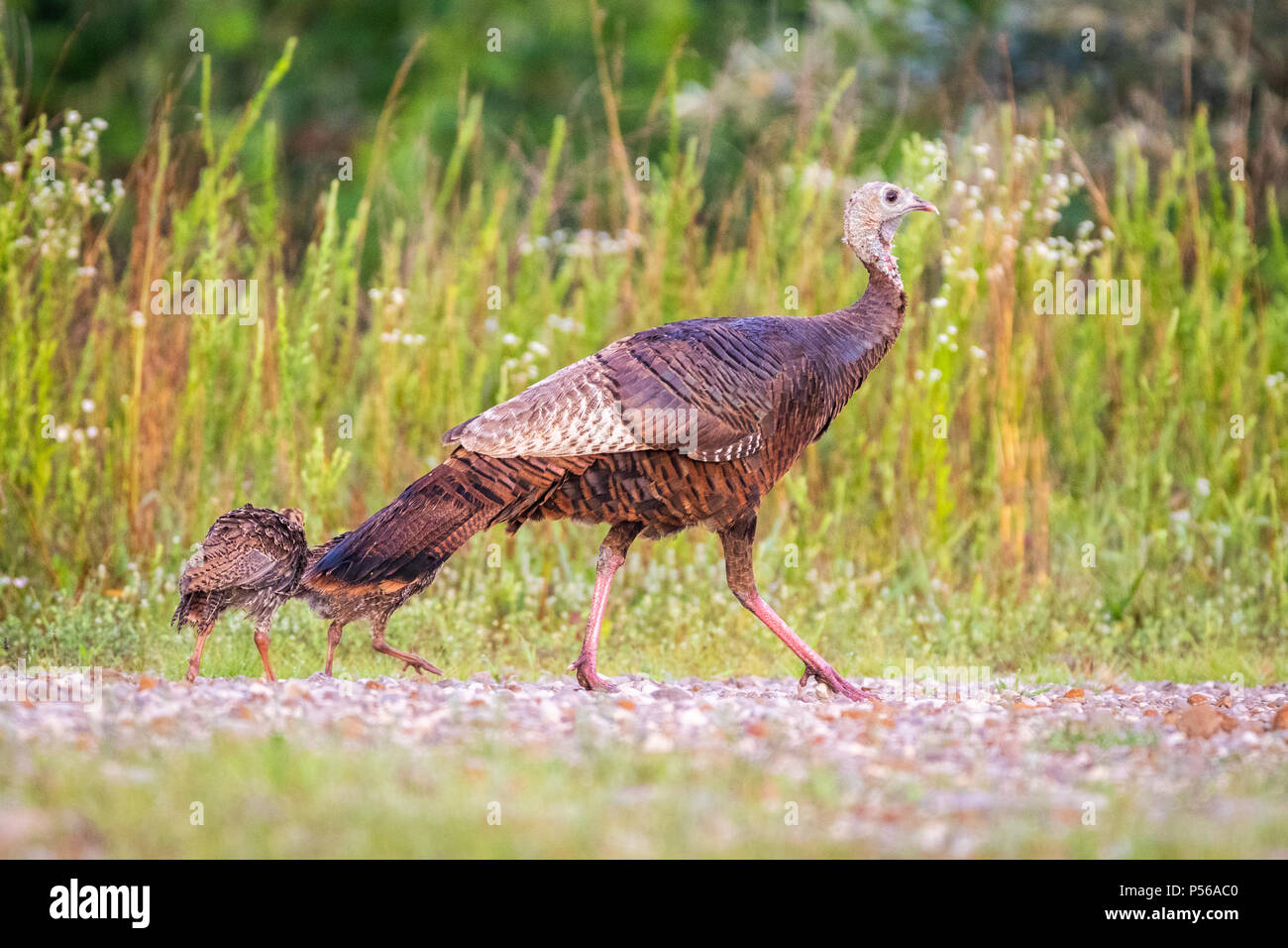 Eine Mutter Türkei Escorts seine Küken auf einem Spaziergang in der Wüste. Stockfoto