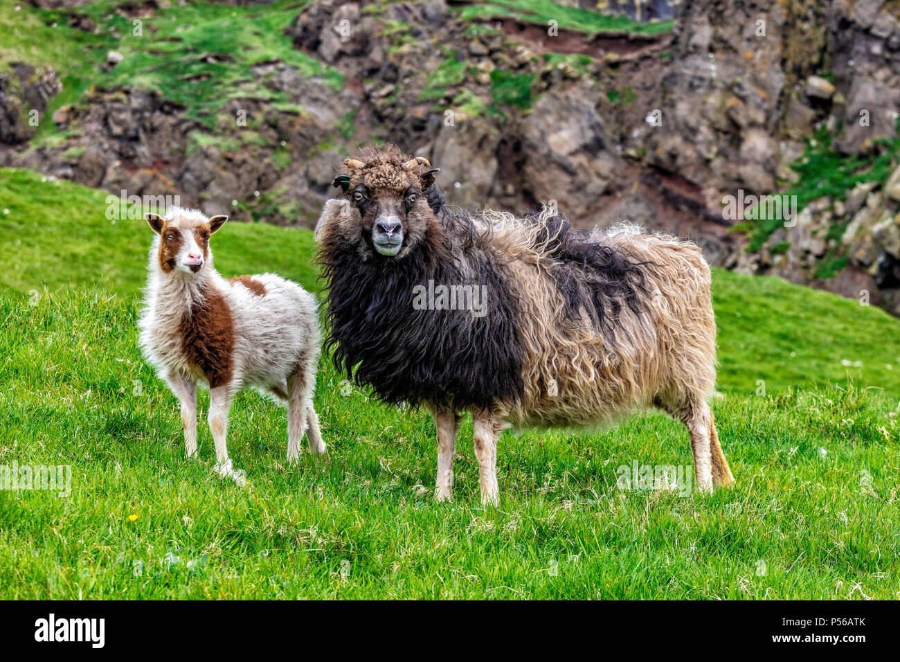 Schafe auf Mykines, Färöer Inseln Stockfoto