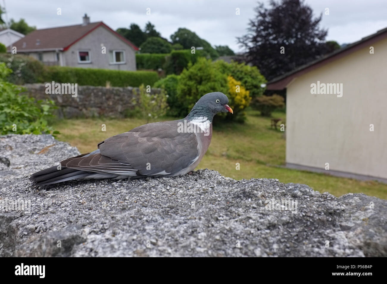 Eine verletzte Taube sitzt auf einem Garten Wand Stockfoto