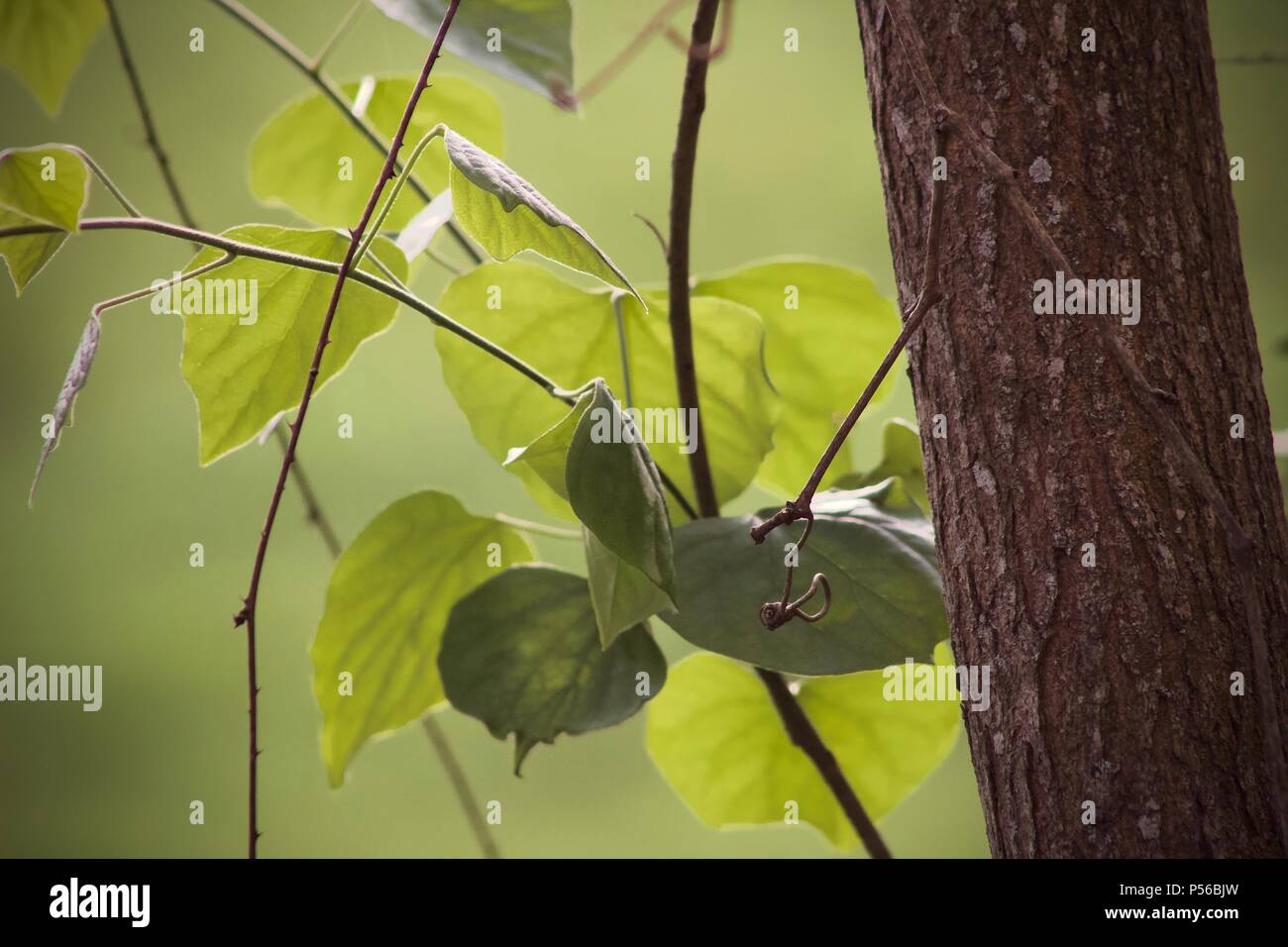 Foto von Blätter gegen weichen, grünen Hintergrund mit dem Stamm eines kleinen Baum im Fokus Stockfoto