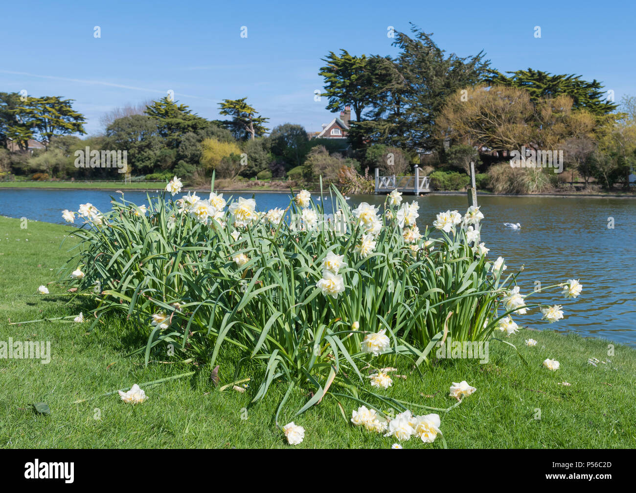 Weiße Narzissen Anzeige neben einem See in einem Park, mit einigen Blüten auf den Boden gefallen, am Ende der Saison im Frühjahr in Großbritannien. Stockfoto