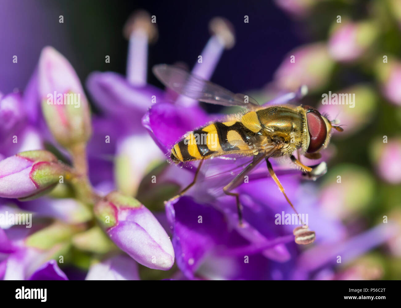 Epistrophe diaphana Hoverfly auf lila Blüte im Sommer in West Sussex, England, UK. Stockfoto