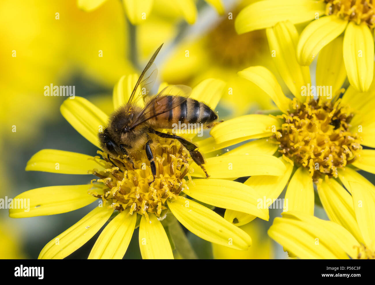 Die westliche Honigbiene (Apis mellifera), die auf eine gelbe Blume im Sommer in West Sussex, England, UK. Bestäubung. Die bestäubung. Stockfoto