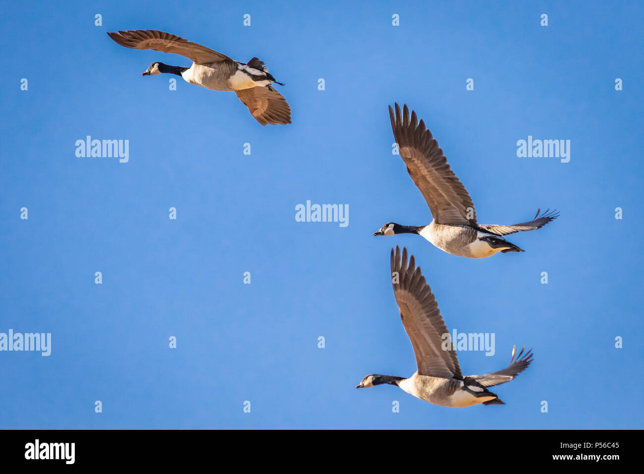 Kanadagänse (Branta canadensis) im Flug gegen den tiefblauen Himmel Stockfoto