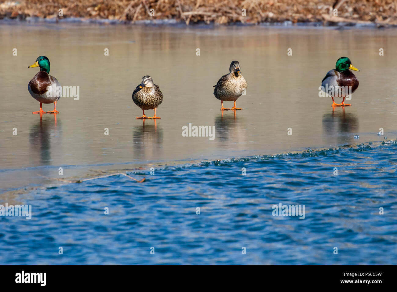 Stockenten (Anas platyrhynchos) auf einem zugefrorenen Teich Stockfoto