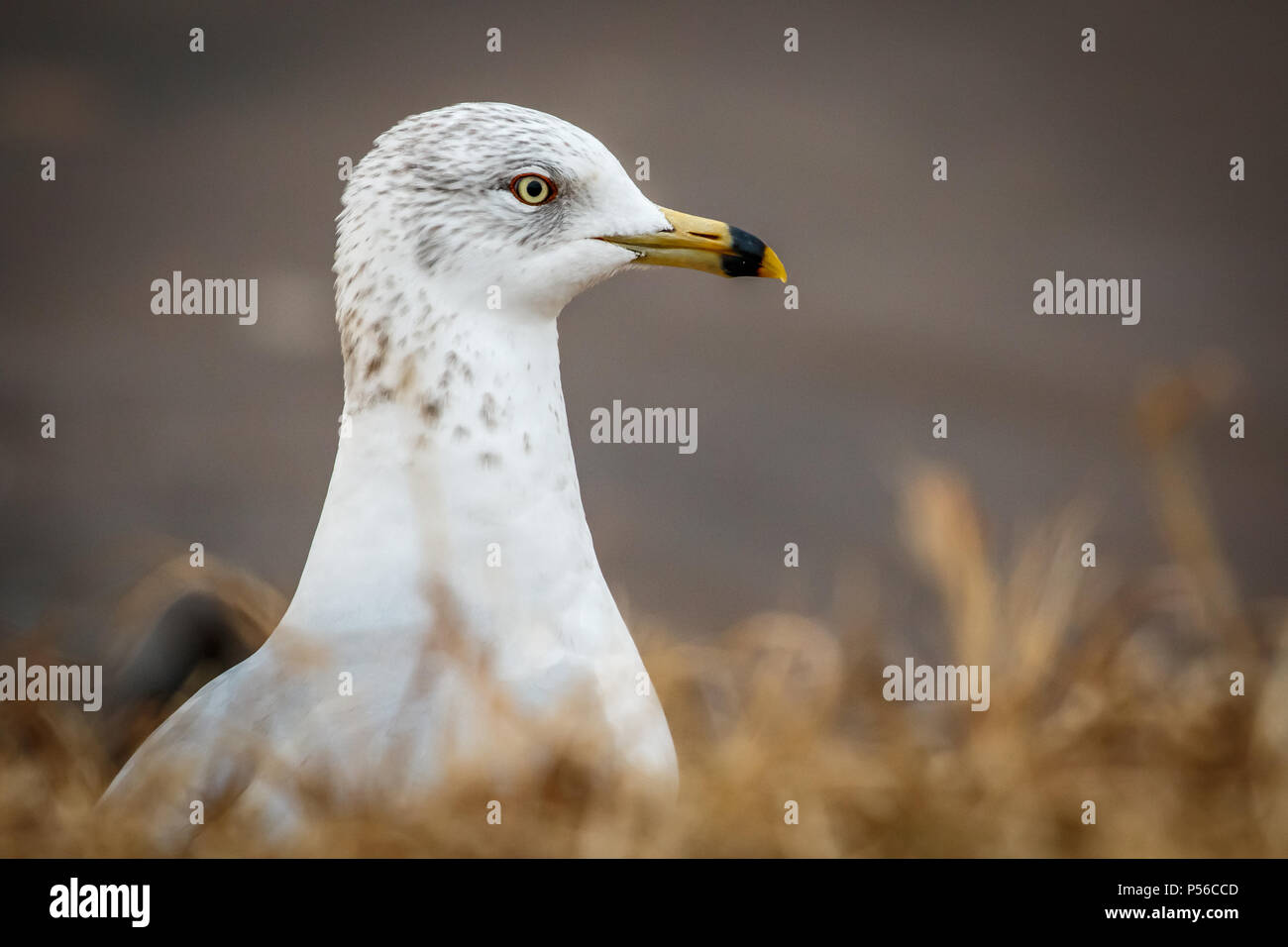 Ring Möwe (Larus delawarensis) Portrait in Rechnung gestellt Stockfoto