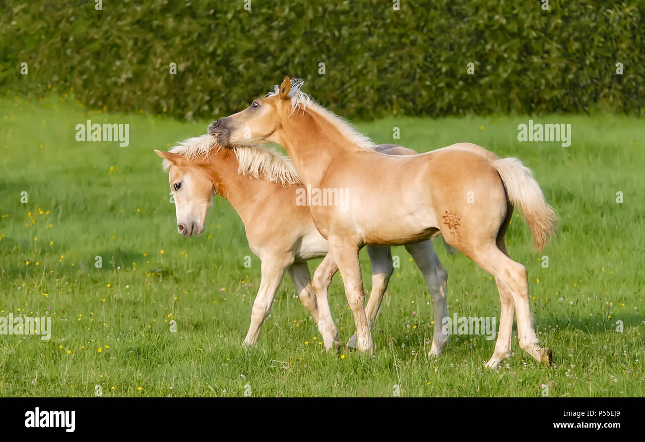 Zwei Haflinger Pferde Verspielte Fohlen Spielen Auf Einer Wiese Die Seite An Seite Und Knabbert Die Mahne Deutschland Stockfotografie Alamy