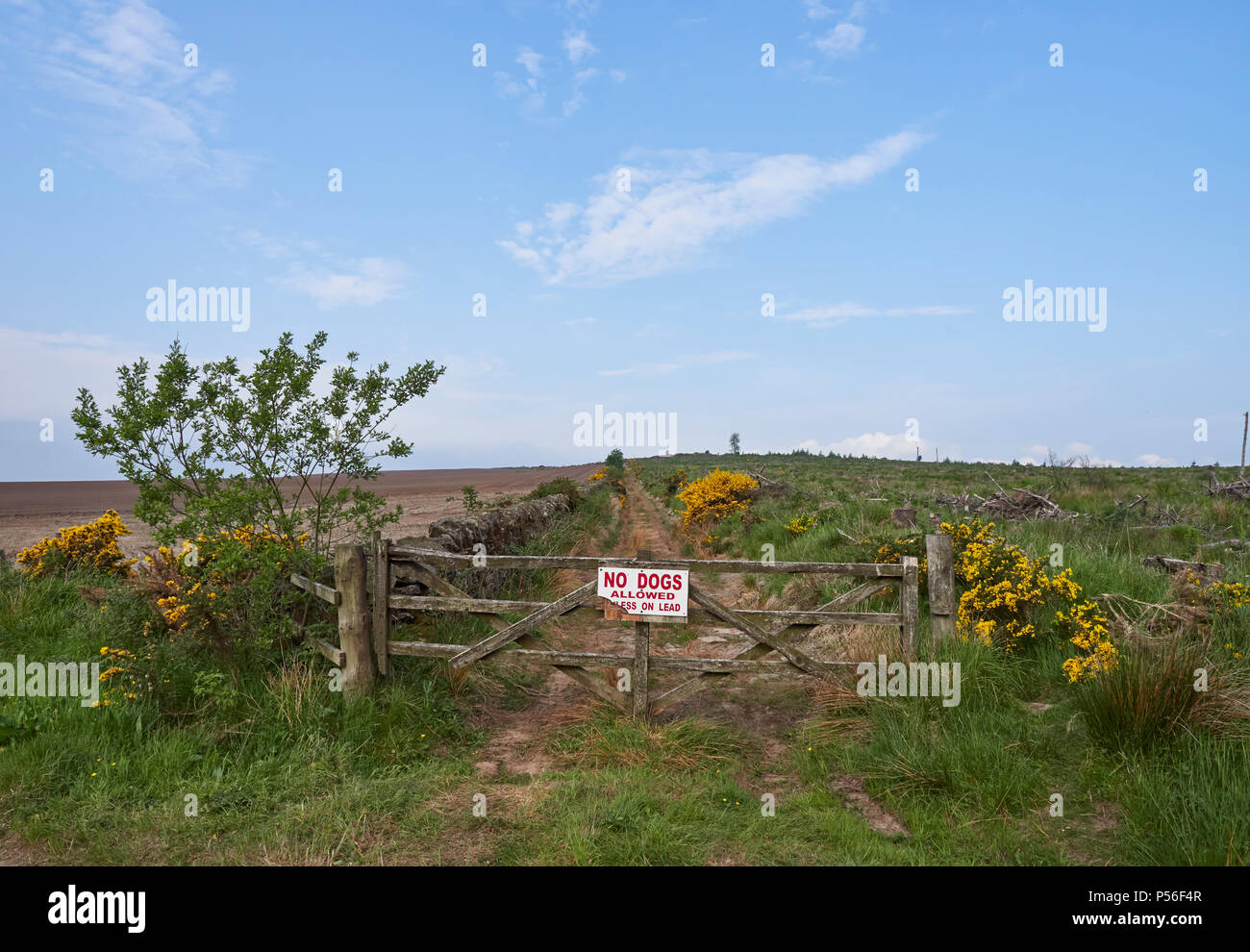 Einer der vielen Wanderwege, die Karotte Hill in der Nähe von Forfar in Angus, Schottland führen. Dieses hat ein Tor mit einem Hunde an der Leine zu unterzeichnen. Stockfoto