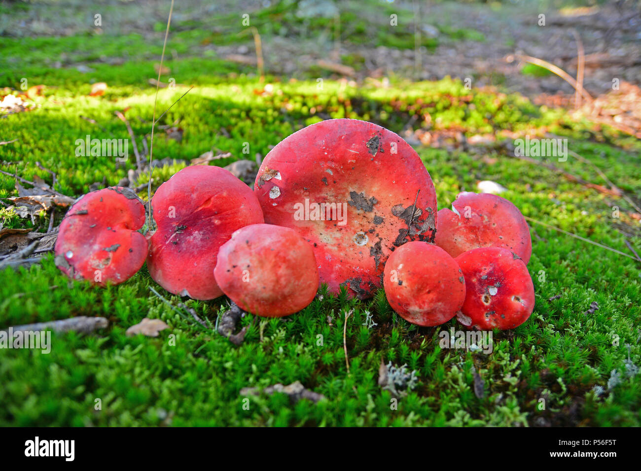 Rot psathyrella Pilze Stockfoto