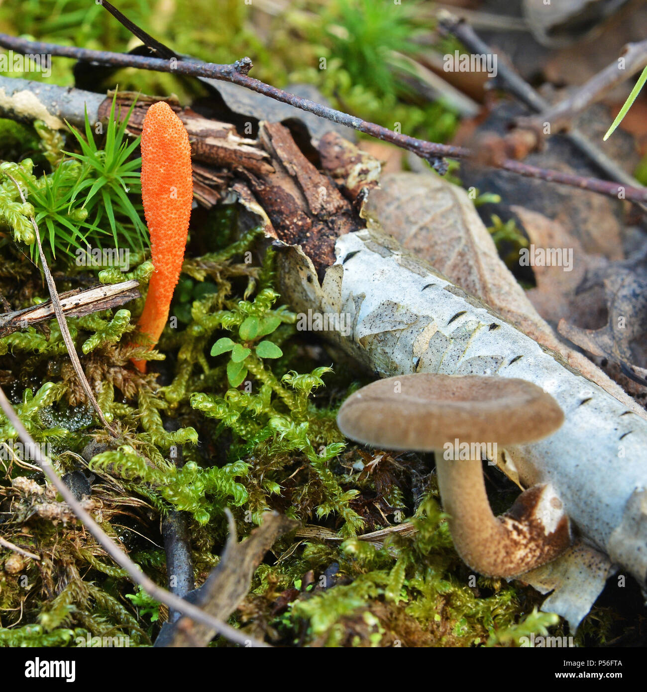 Seltene cordyceps militaris Pilz im Wald Stockfoto