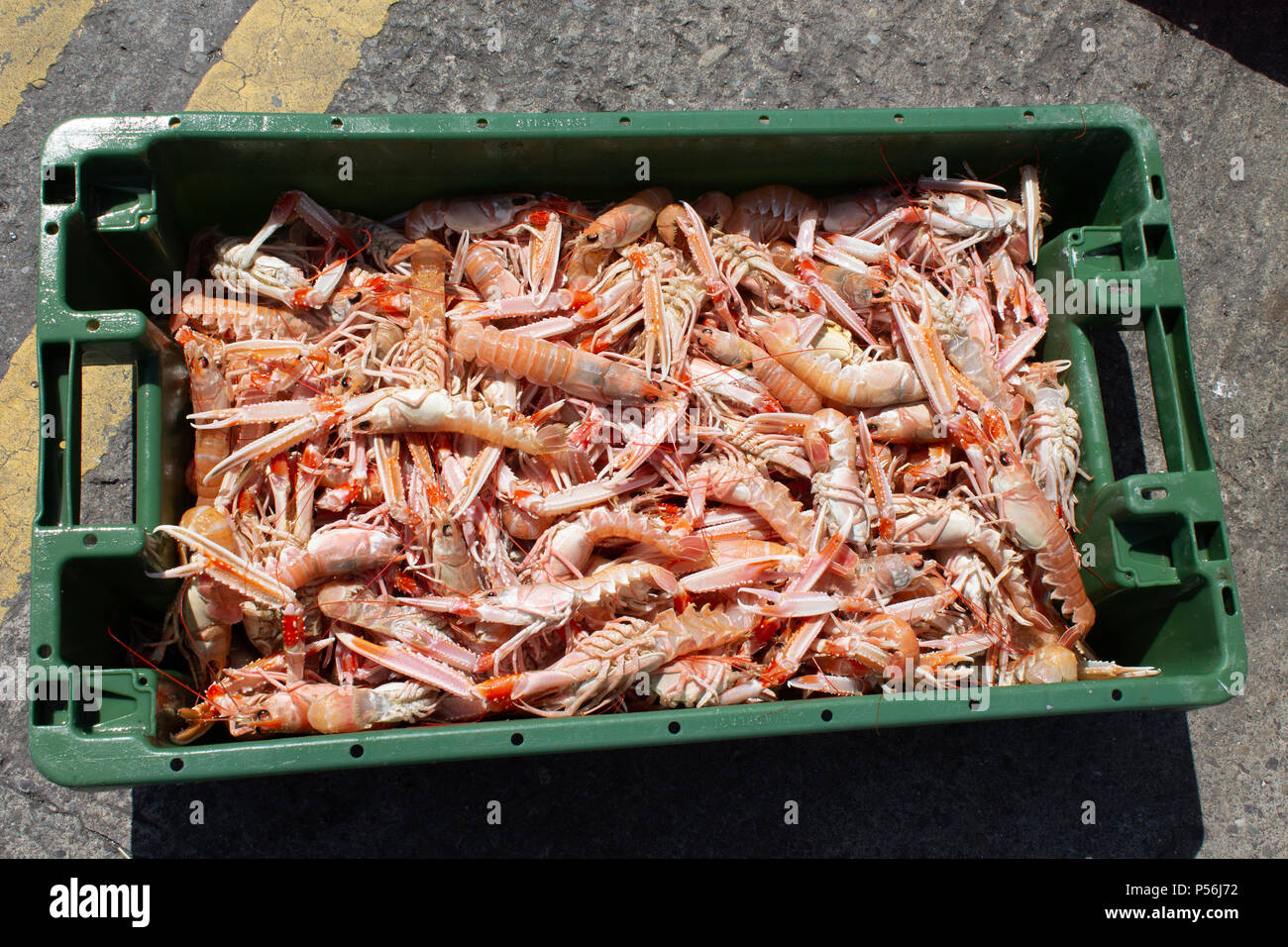 Nephrops norvegicus oder Langusten frisch des Bootes Stockfoto