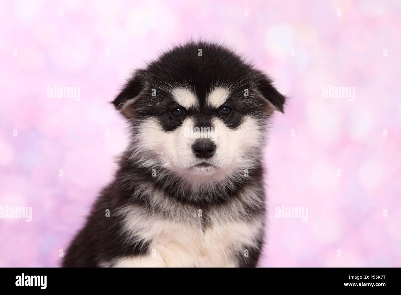 Alaskan Malamute Welpen Stockfoto