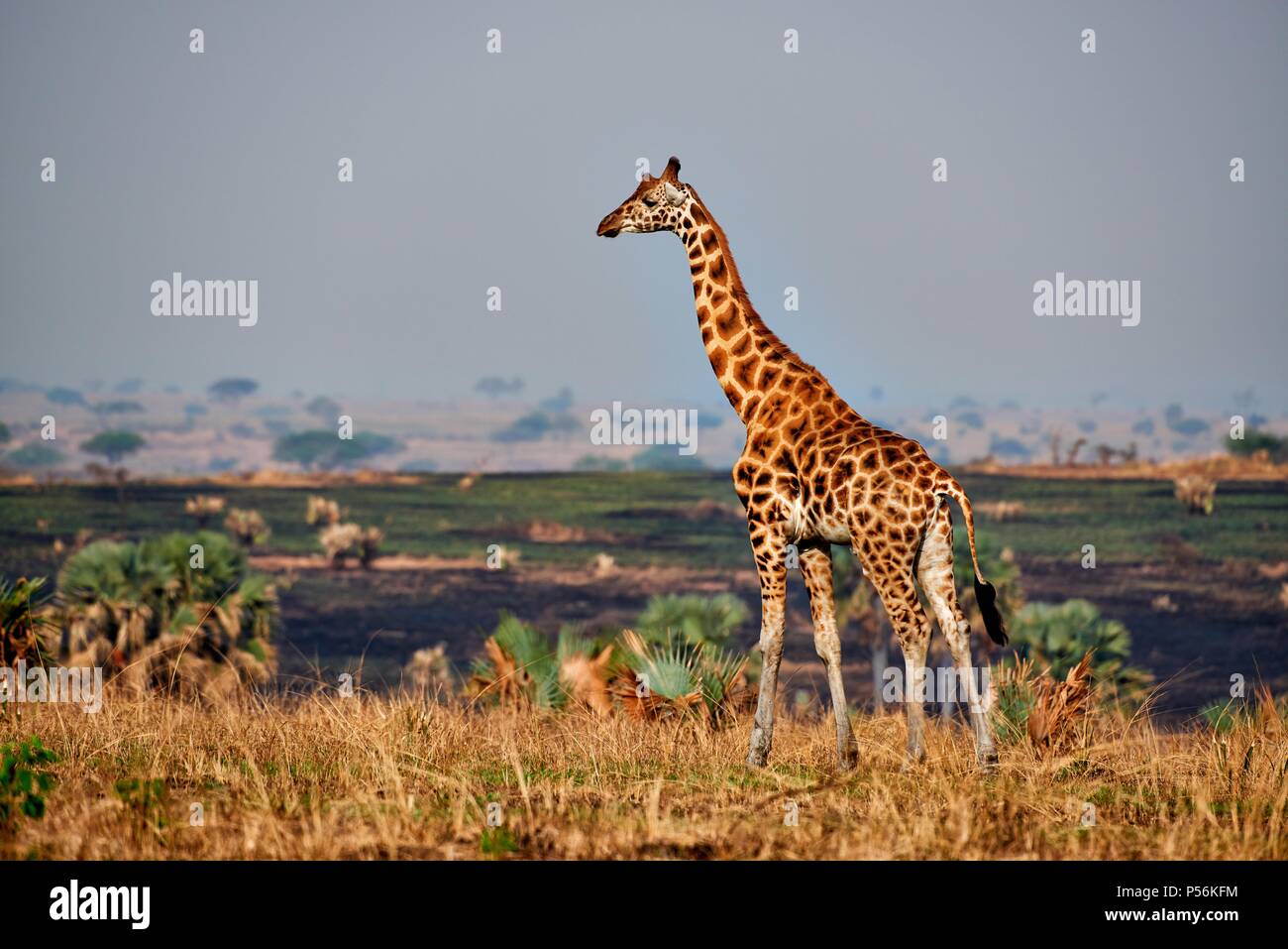 Rothschild giraffe Stockfoto