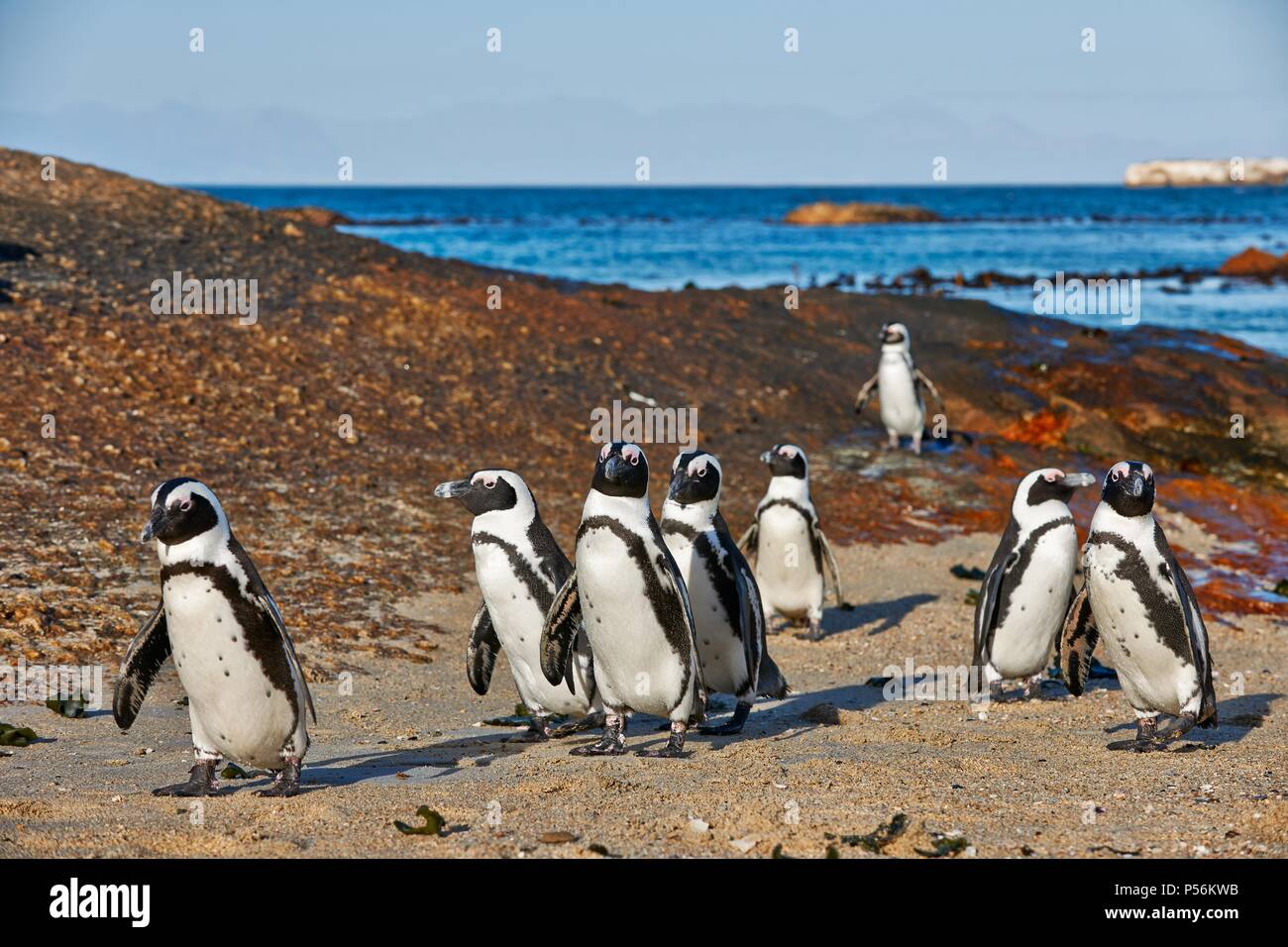 Afrikanische Pinguine Stockfoto