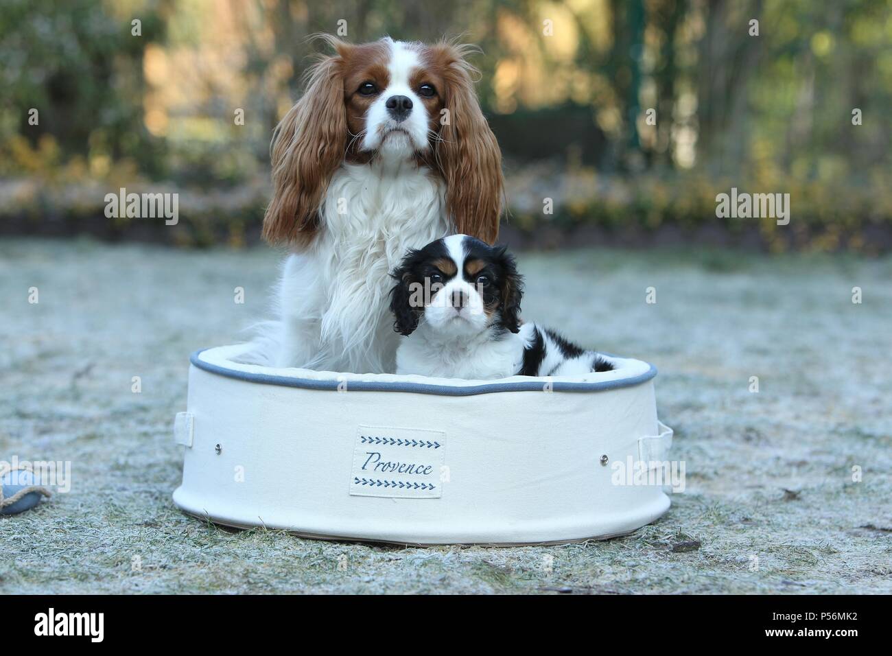 2 Cavalier King Charles Spaniel Stockfoto