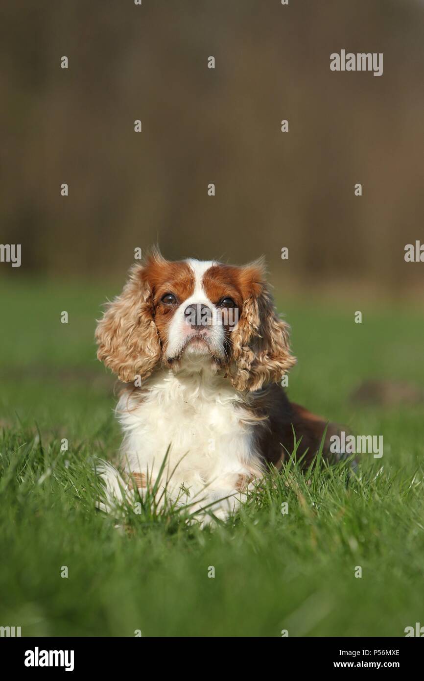Cavalier King Charles Spaniel liegend Stockfoto